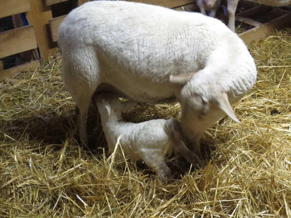 mab and lamb copy.jpg