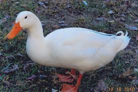 White Pekin Ducks In spite of the greater costs of raising duck, I have ordered Pekin ducklings with the hope of finding interested customers. With daily moves in opened bottomed pens, the ducks will fertilize the pastures as they feast on bugs and greens. I’ll feed the ducks organic feed. I assume that like the meat chickens I raised last year, our grow out time will be longer than advertised due to our ducks’ exercise and varied diet. Unlike the Cornish Cross hybrid chicken whose quick growth limits its longevity, a Pekin duck is a sustainable breed that can be kept as part of a home flock. As the ducklings grow I will select the best Pekins to add to the Saxony flock. If all goes well we can experiment next year with crossing the faster-growing-Pekin with the more-egg-laying Saxony. If you have any interest in poultry from Lilac HIll Farm, please contact me.