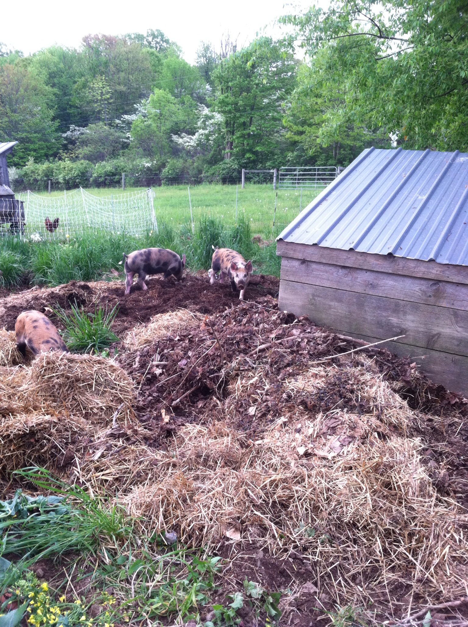 The garden pigyard is at the edge of the yard, close enough to the house to monitor the pigs' antics. To prepare the garden for the pigs' arrival, I left last year's turnips, weeds and volunteer rye to stand and I topped scoops of corn with wheel barrow sized piles of barn bedding. The pighouse was dragged into place and filled with fresh straw. The pigs got right to work, rooting and digging.