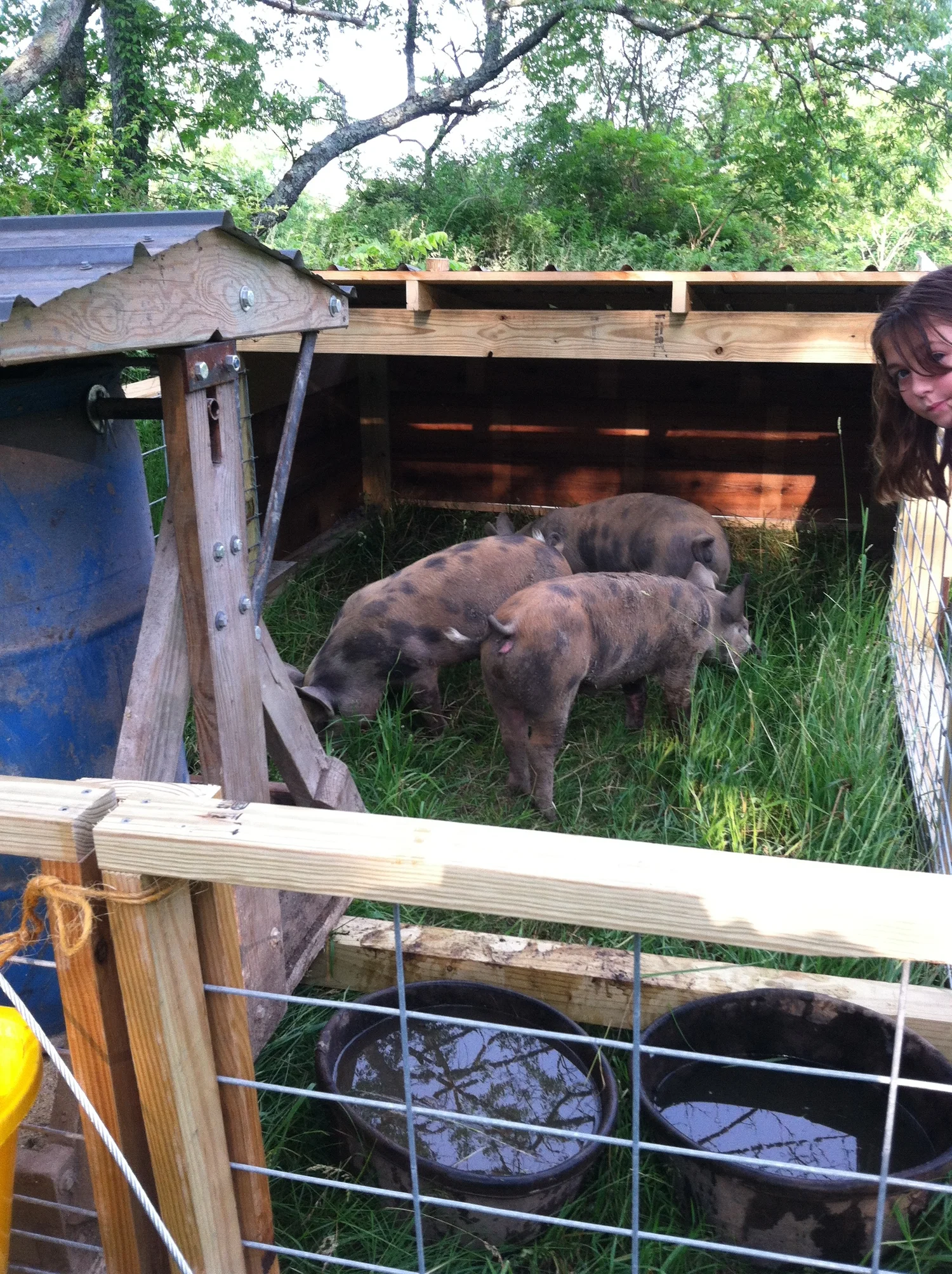 Moveable Pig Pen Aka The Pig Tractor Lilac Hill Farm