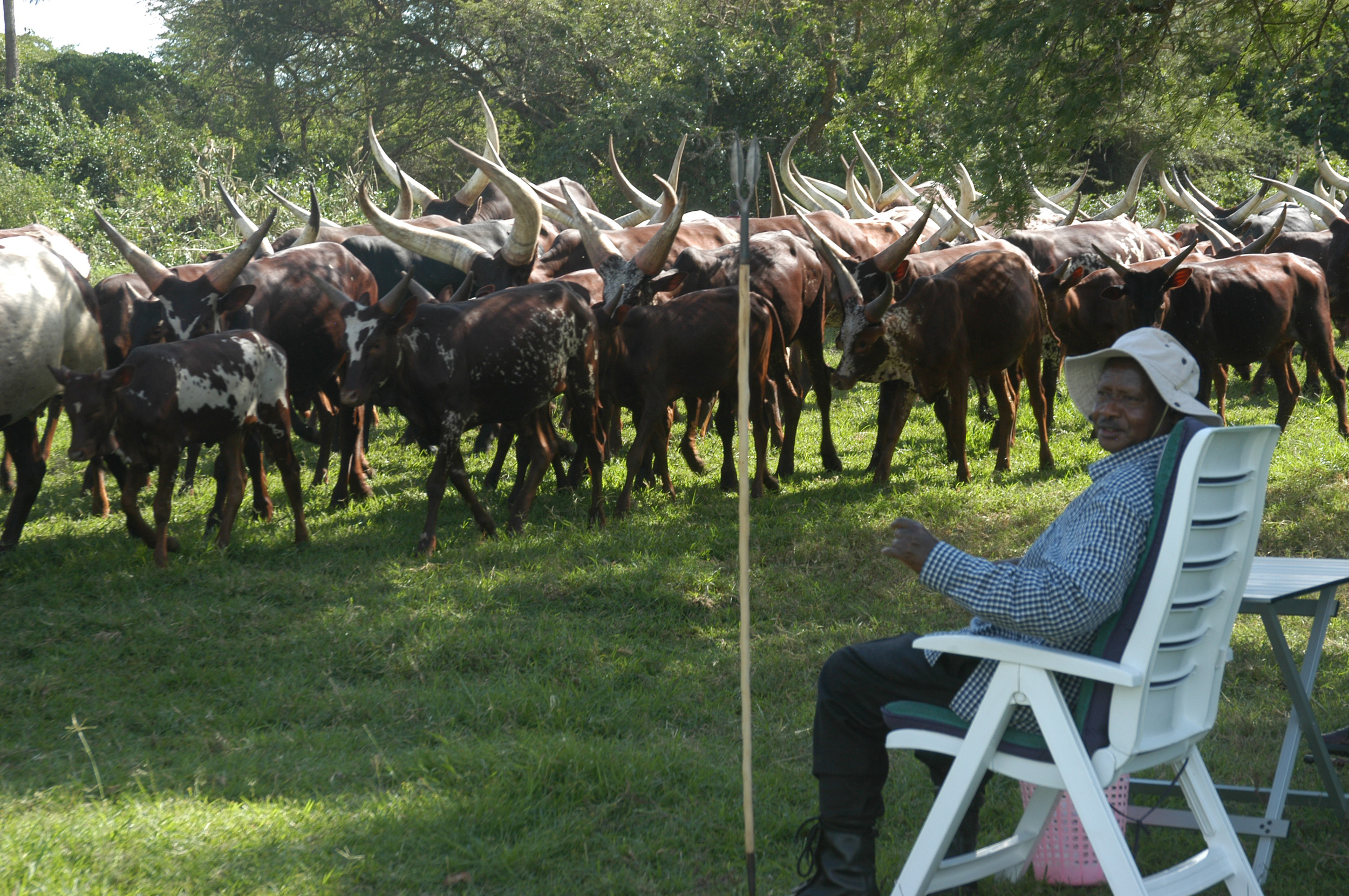 President Yoweri Museveni and his herd. (Enock Kakande)