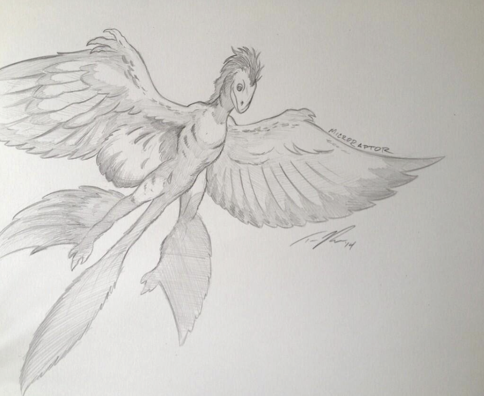 The four winged, flying microraptor. 