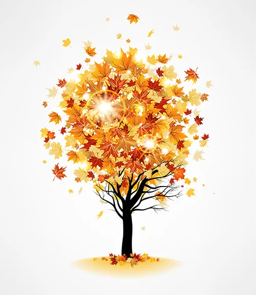 Maple tree