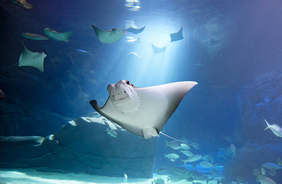 Ripleys Aquarium