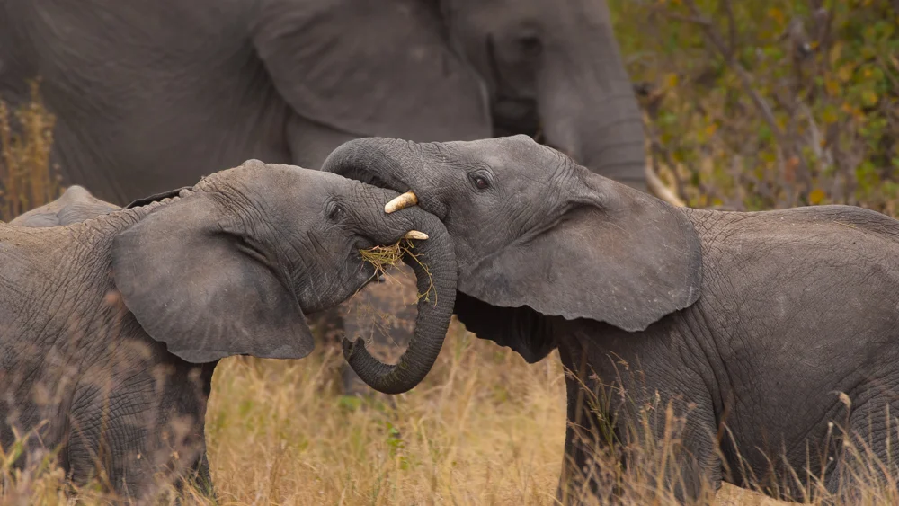 Wrestlemania. Photograph by Terrence Robertson-Fall. A couple of young elephants in the Serengeti playfully wrestle while mom looks on.