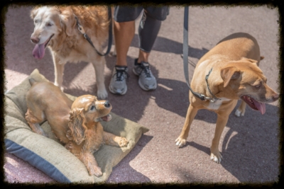 The dogs are dazed and confused about my bronze sculpture Play Bow. Terrence Robertson-Fall Fine Art