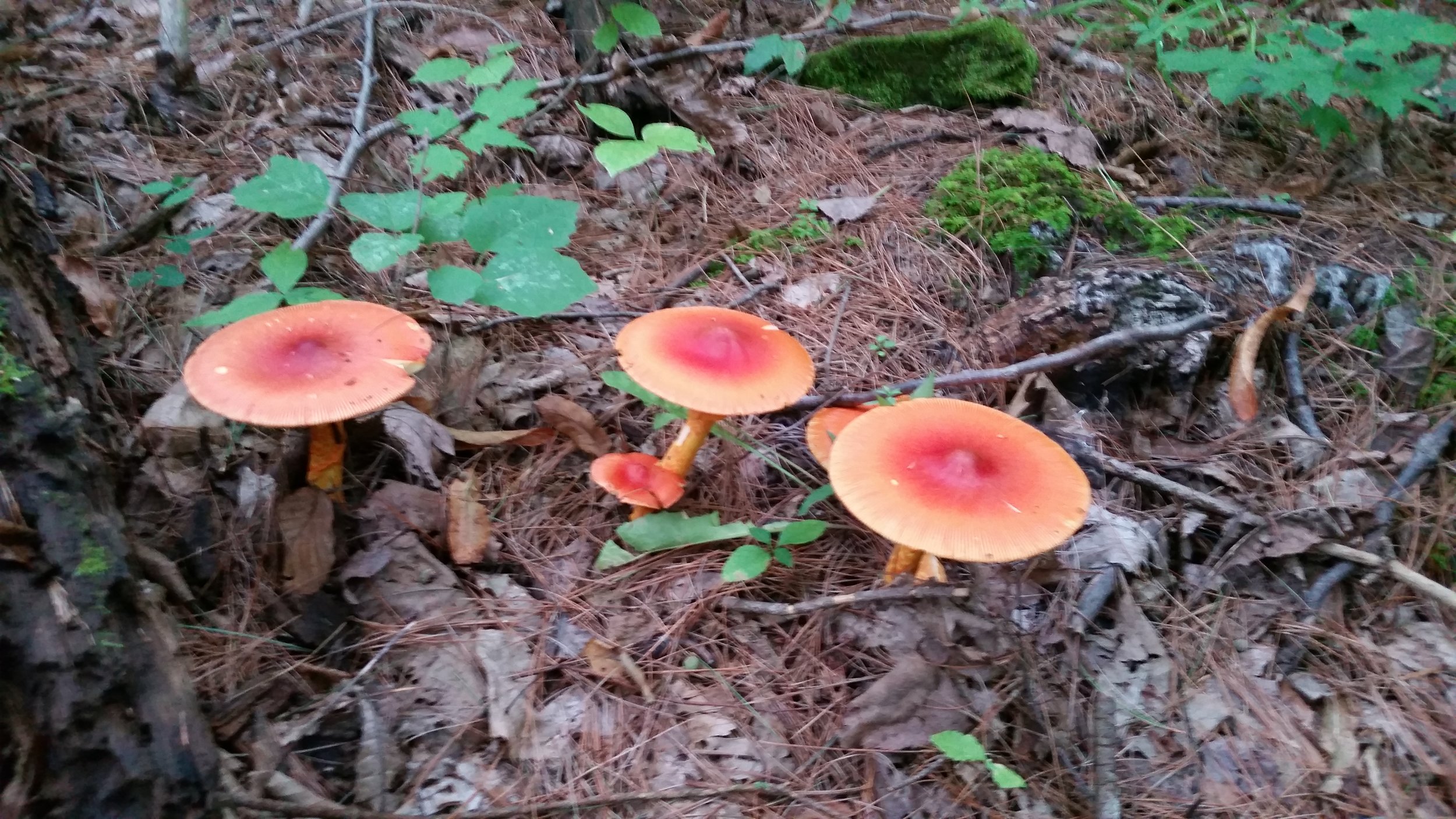 A cluster of mature Amanita jacksonii