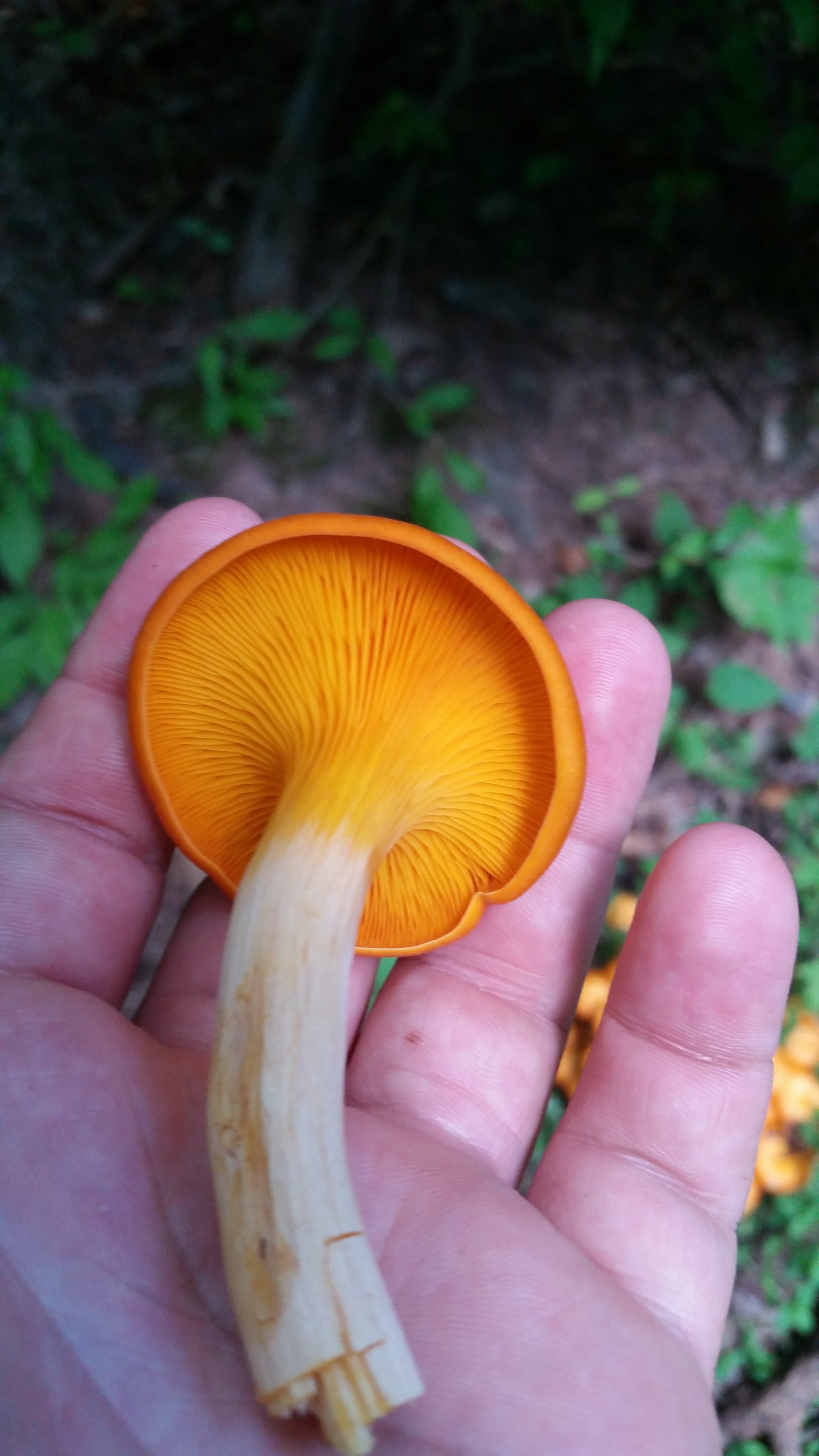 This is a Jack O'Lantern mushroom (Omphalotus illudens). Don't eat it. 