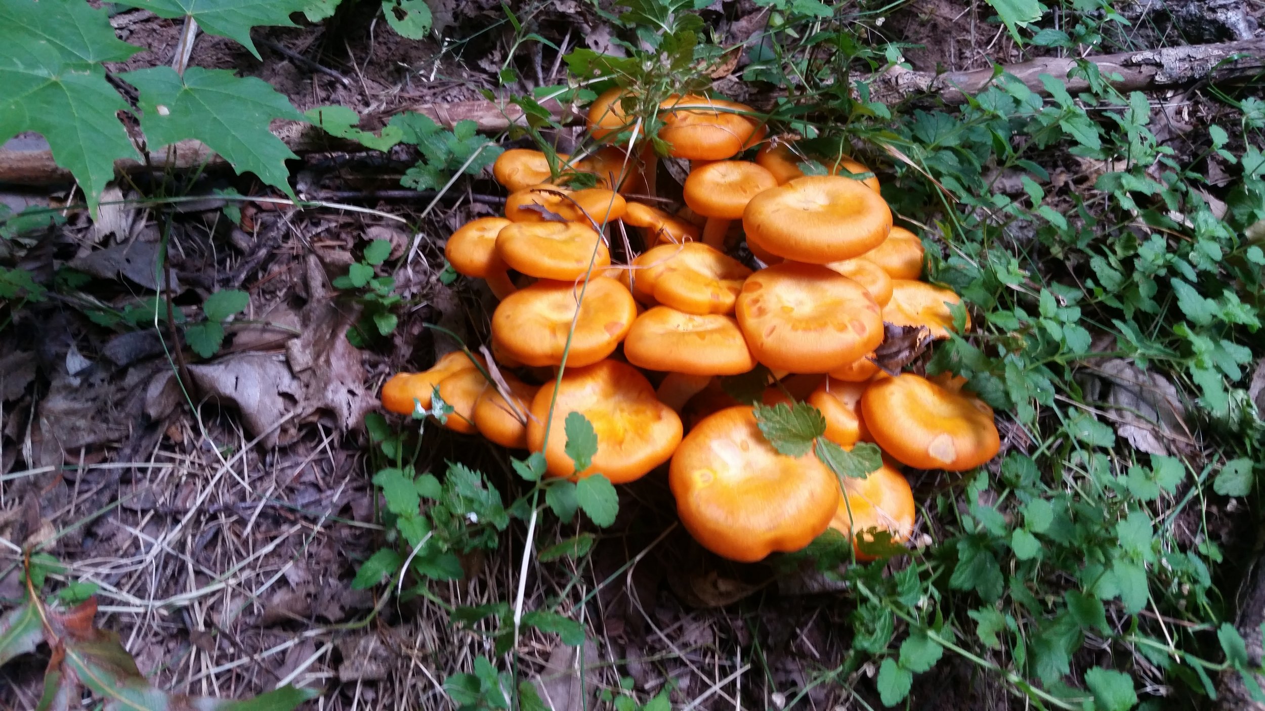 These are Jack O'Lantern mushrooms (Omphalotus illudens). Don't eat it. 
