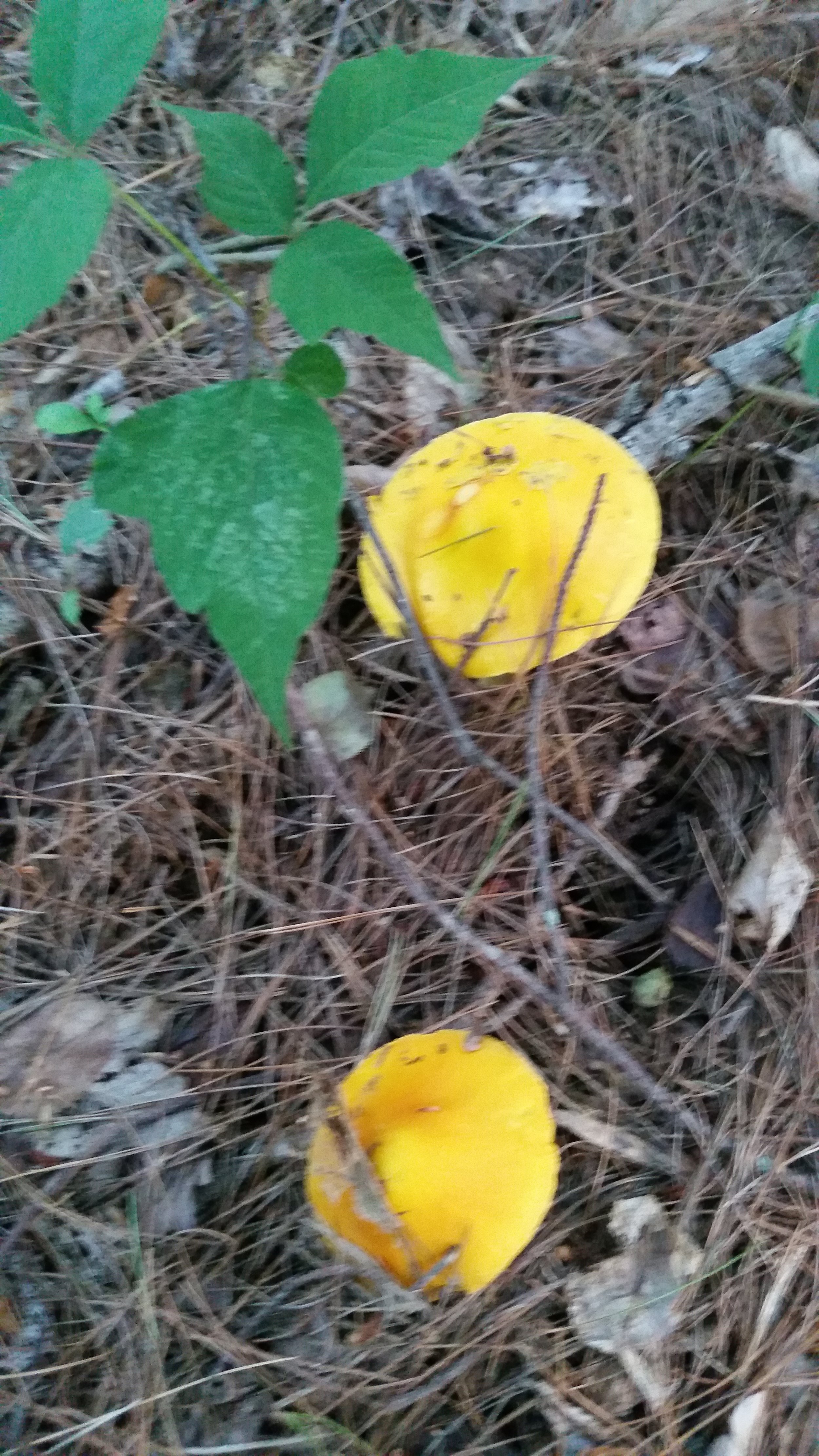 This is Amanita muscaria, fly agaric mushroom. Most people are familiar with the red and white variety, but in the Catskills we have the guessowii variety, which is yellow and white. Without noticing the white stem and gills and lack of vulva, one might think these were young jacksonii, as they were growing together