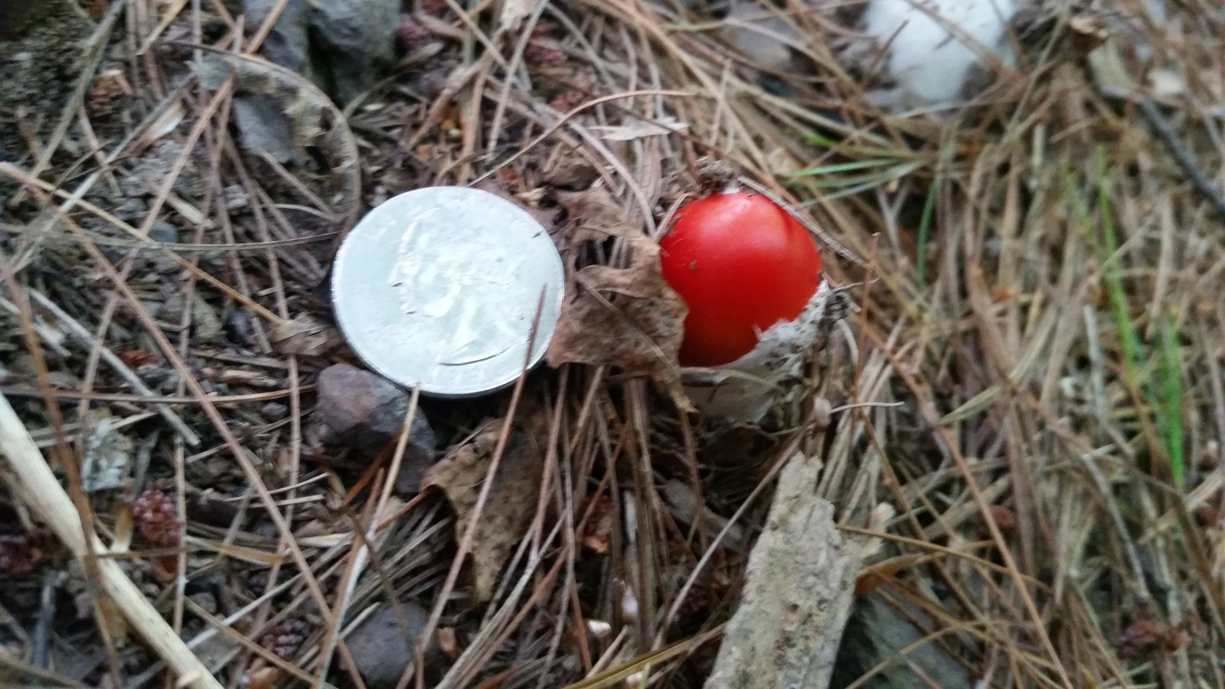  A young Amanita jacksonii emerging from the "egg", which at this point is called the vulva
