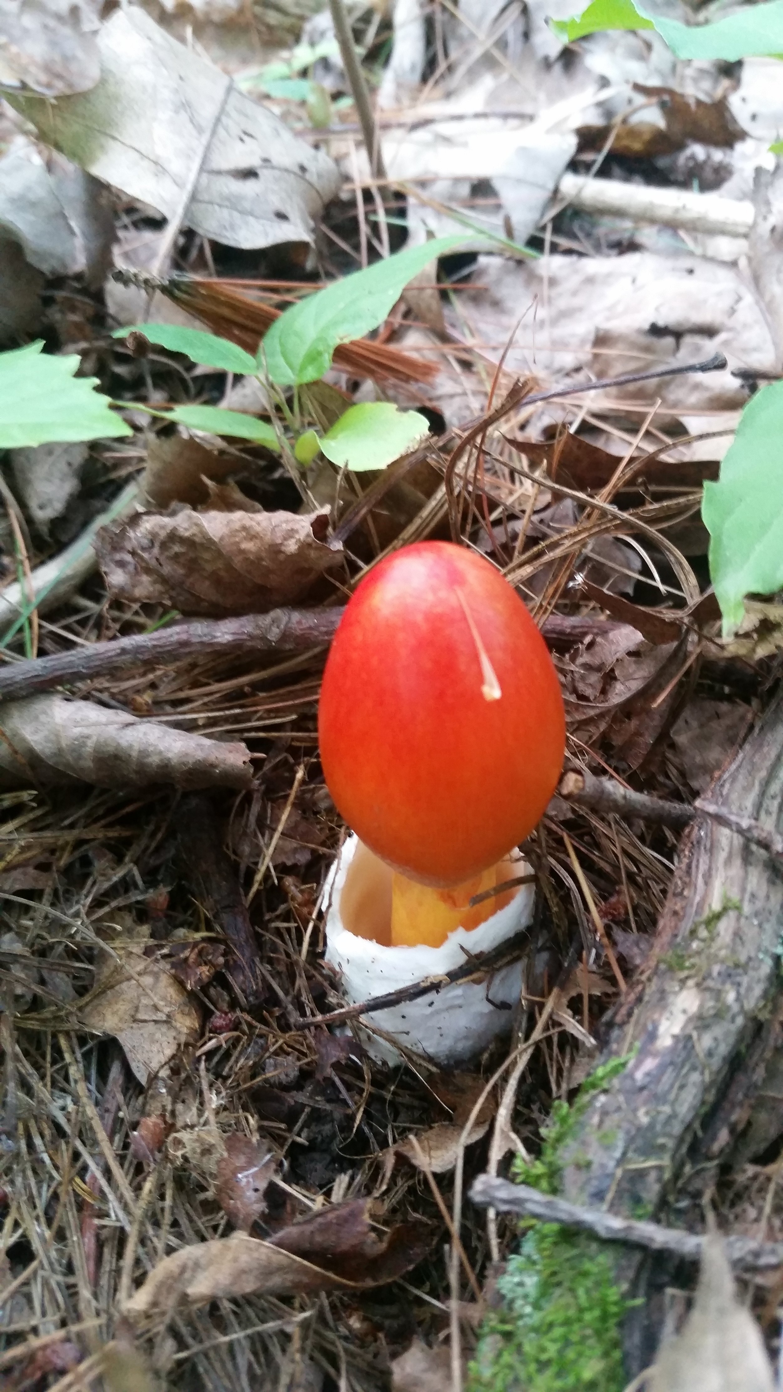  A young Amanita jacksonii emerging from the "egg", which at this point is called the vulva