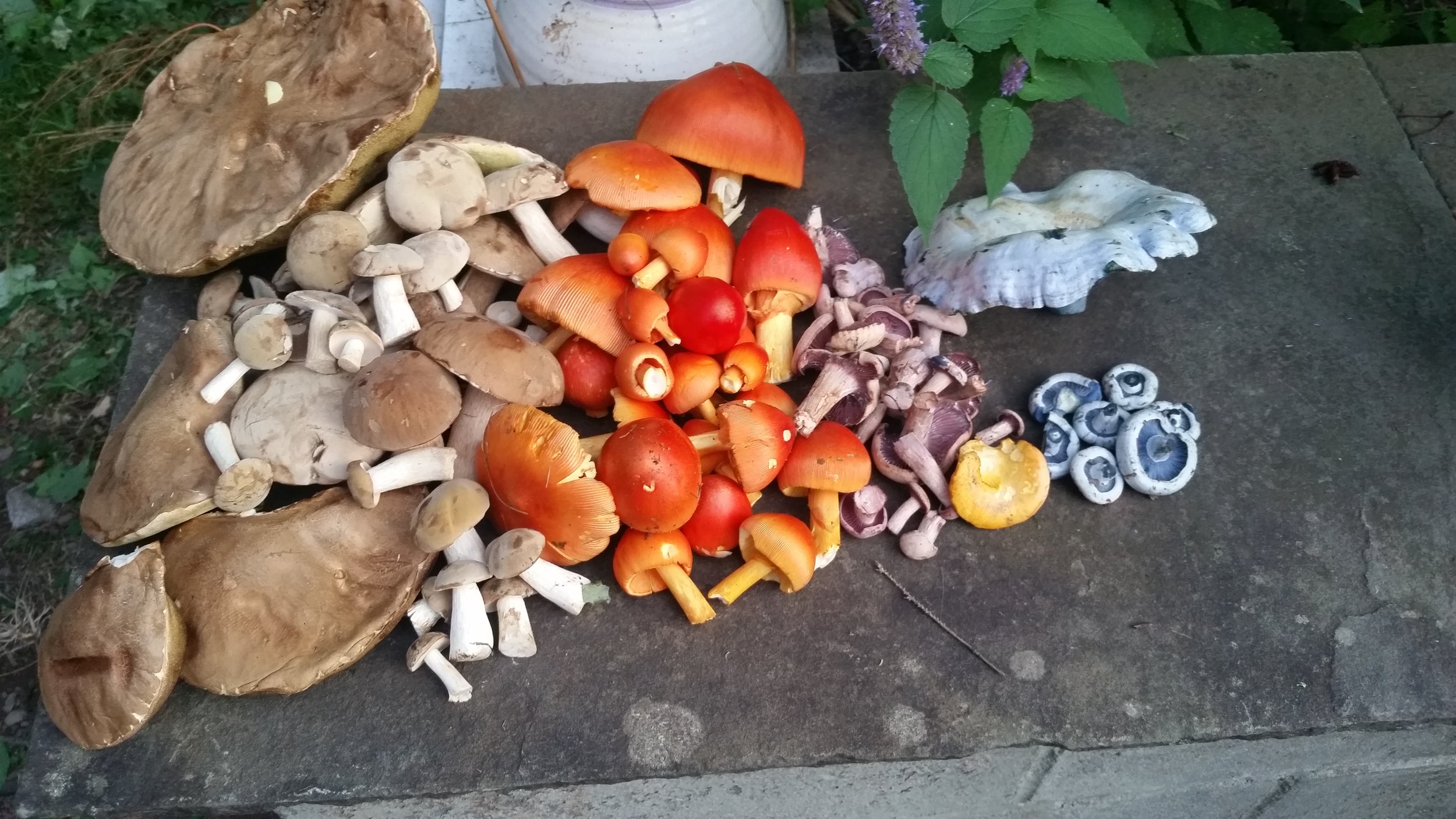 A rainbow of edible wild mushrooms. From left to right, porcini, Amanita jacksonii, Laccaria ochropurpurea, a lone chanterelle, and indigo milk caps