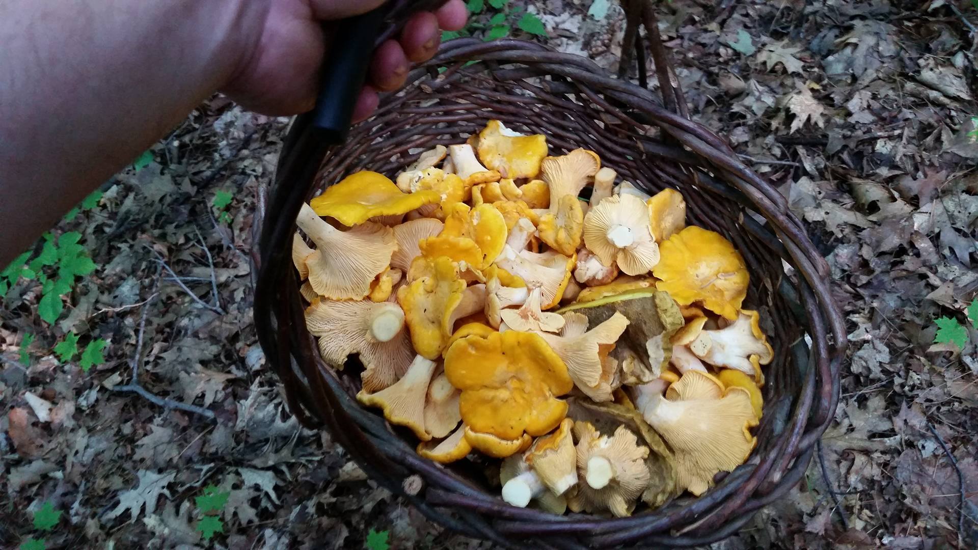 This was my biggest haul of chanterelles this year. Usually I get a couple of baskets like this a week