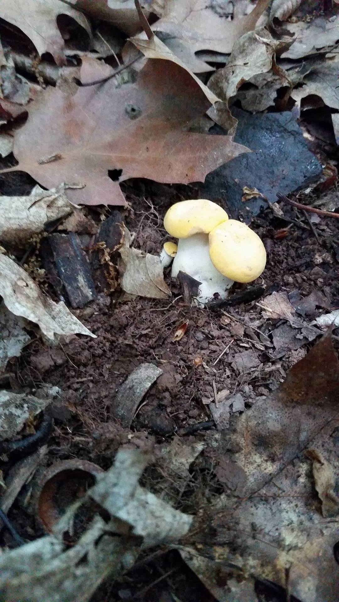 Tiny chanterelle buttons, only growing because the leaves covering them were able to keep in a tiny amount of moisture