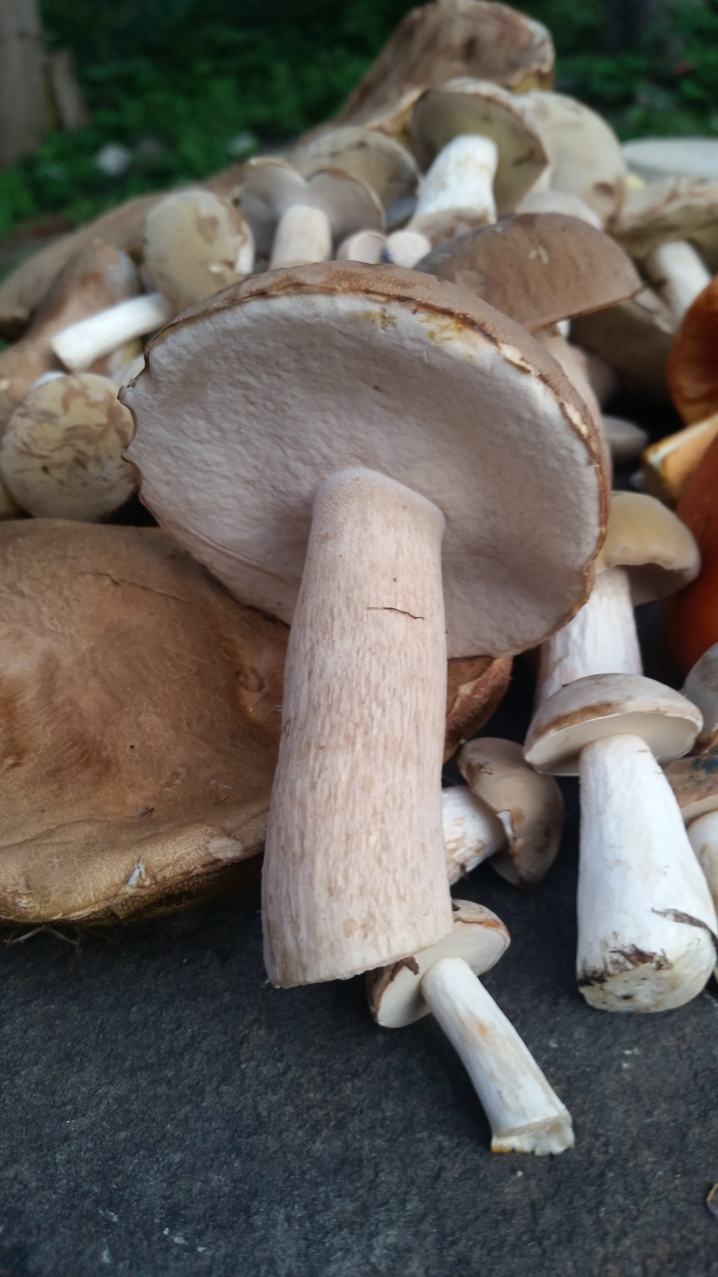 One out of a good haul of young porcini