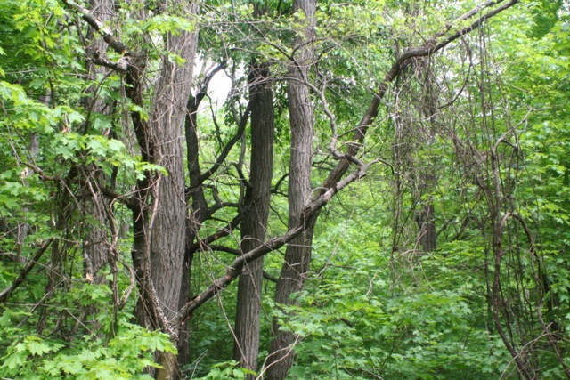 A thicket of wild grapes attempting to take over locusts and maples