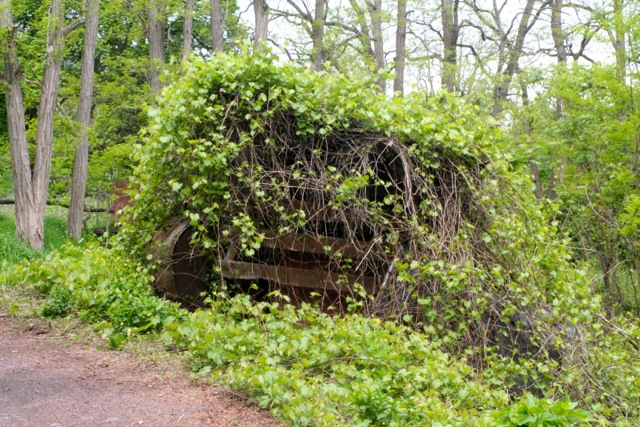 This small structure is covered in well established grapevines. There used to be a small spruce next to it that was killed by the same vines choking out the tree