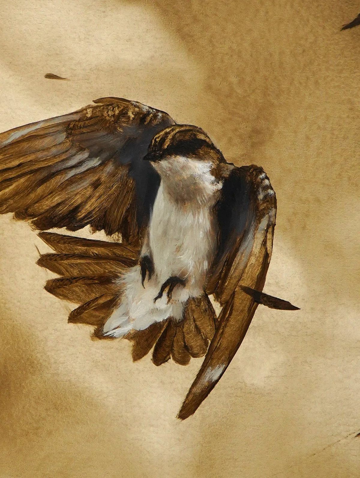 June Bird Study_72dpi.jpg
