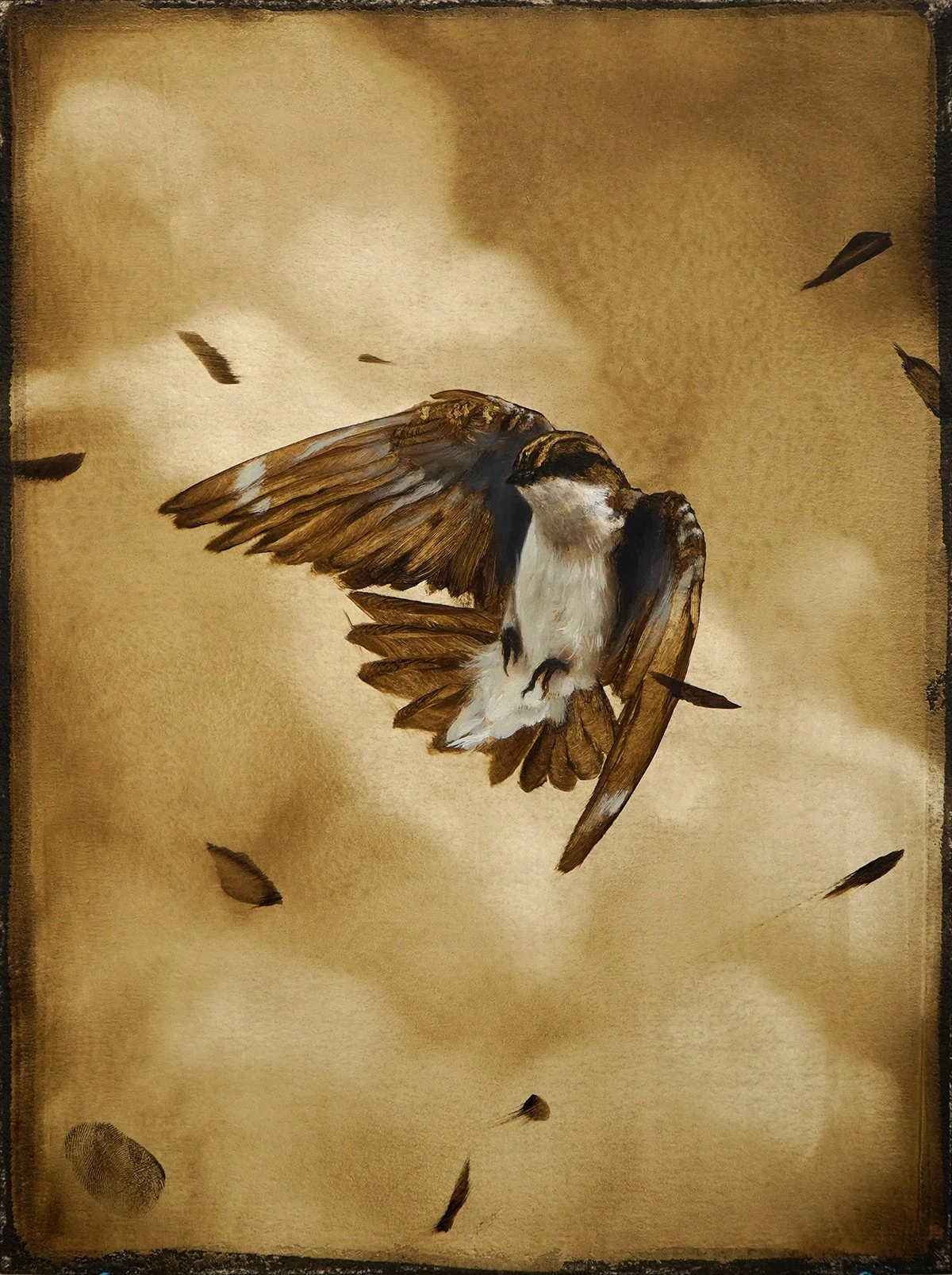 June Bird Study_full72dpi.jpg