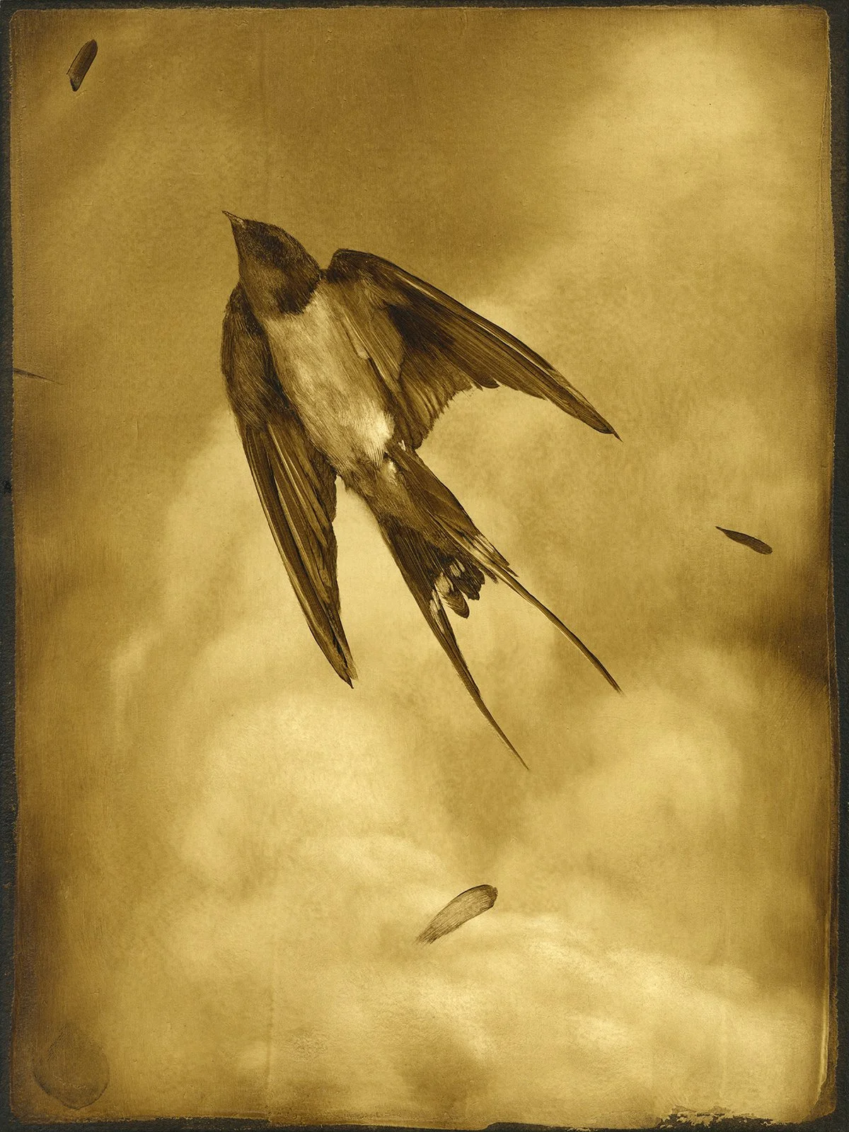 Sept Avian Study 2_72dpi.jpg