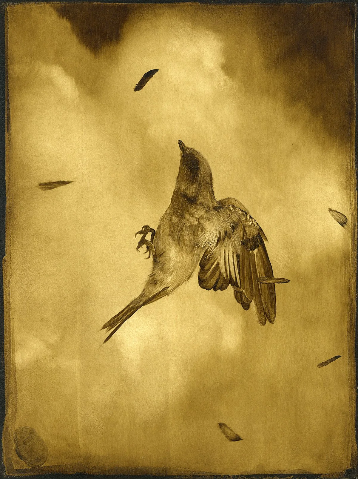 Sept Avian Study 1_72dpi.jpg