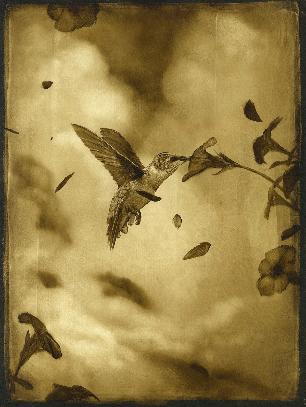 Sept Hummingbird Study_72dpi.jpg