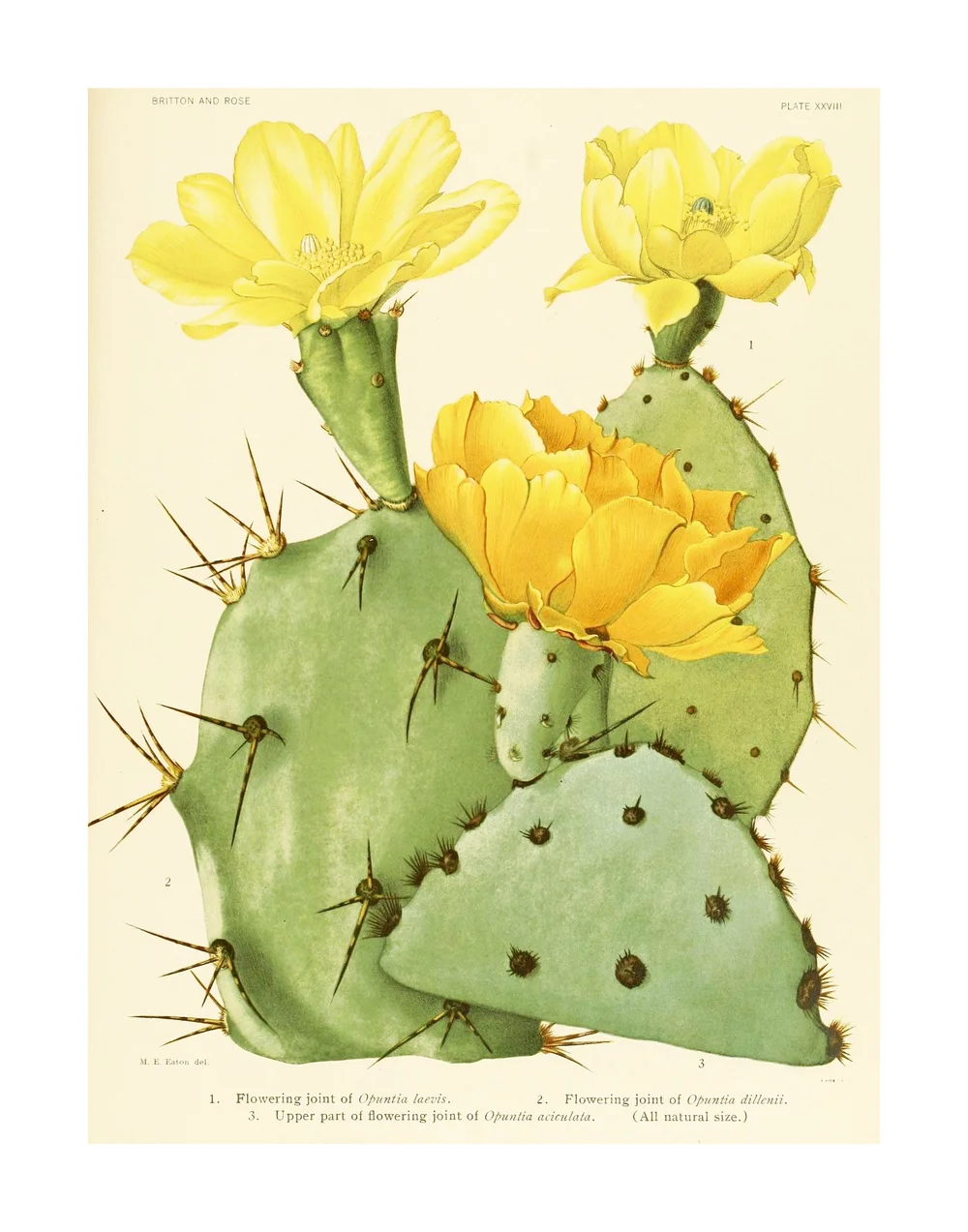 mini snake plant Cactus Affinity
