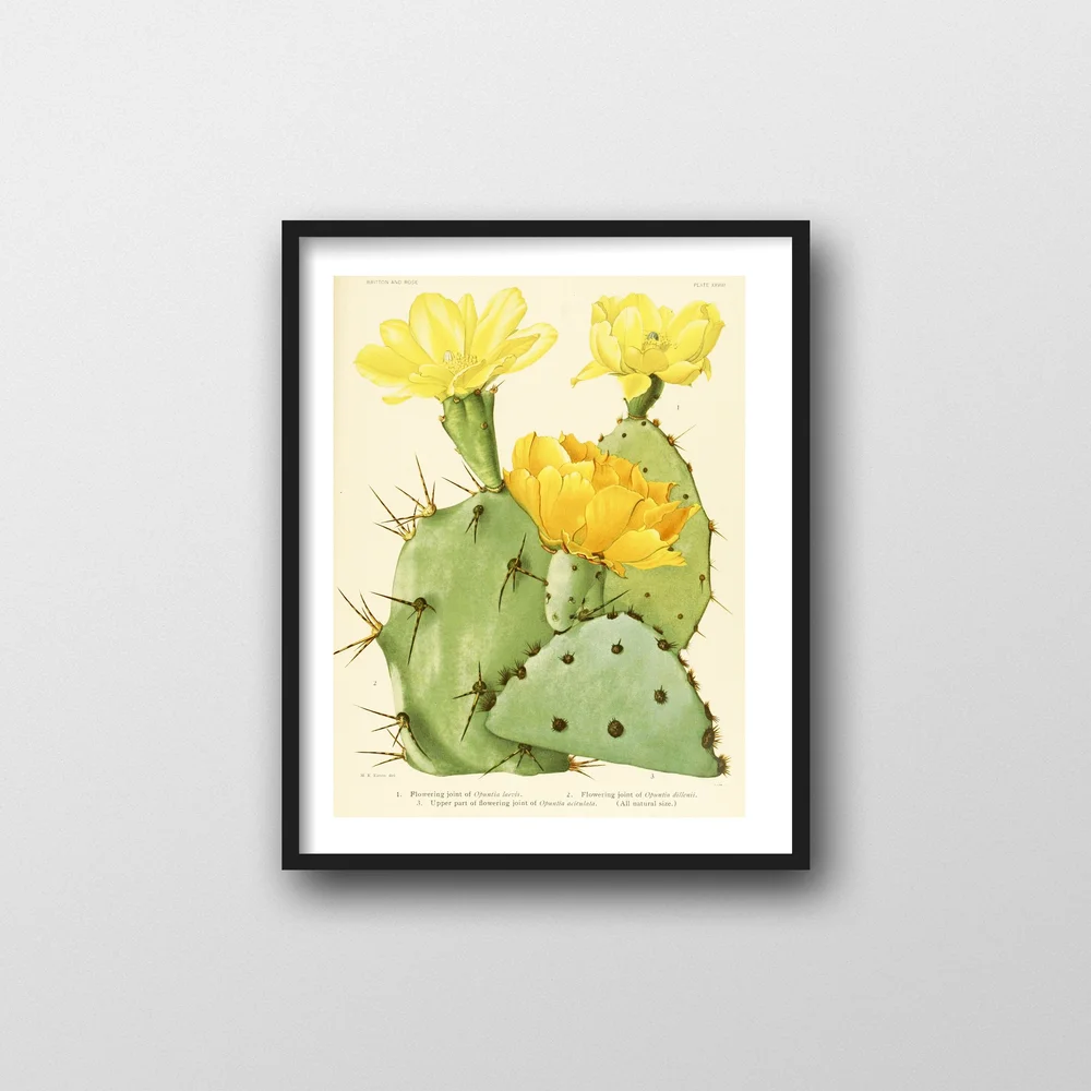 Vintage Yellow Cactus Art Print  Rachel Ann Austin