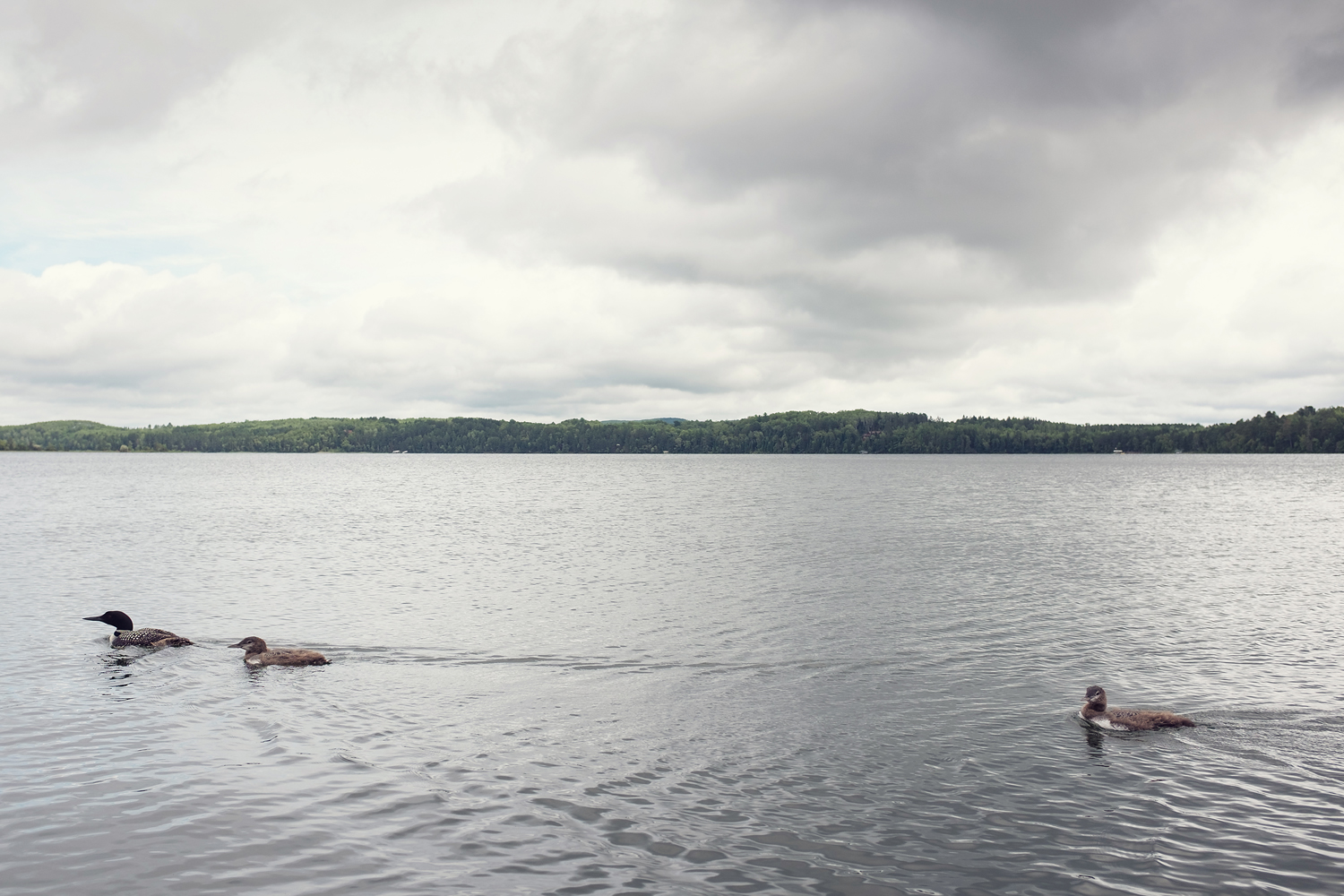 JPP_20150727_0050.jpg