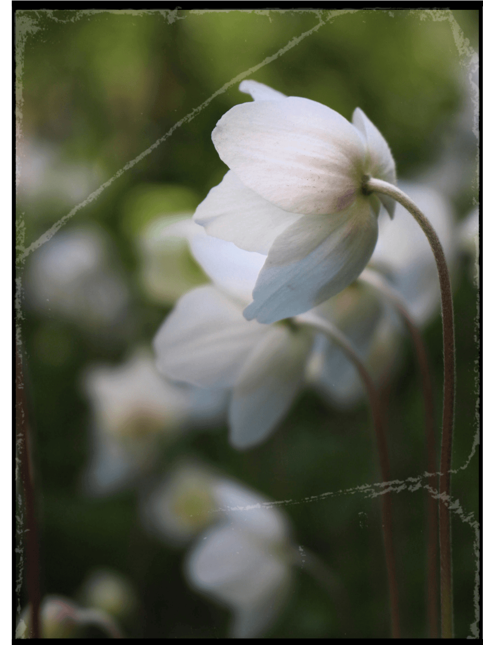 White wildflower on the Wildflower Doula Services website.