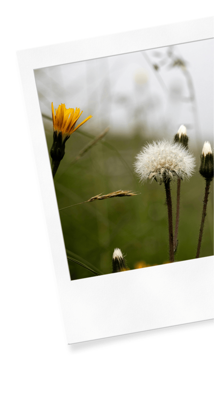 A polaroid of wildflowers on the Wildflower Doula Services website.