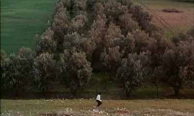 through-the-olive-trees-2.jpg