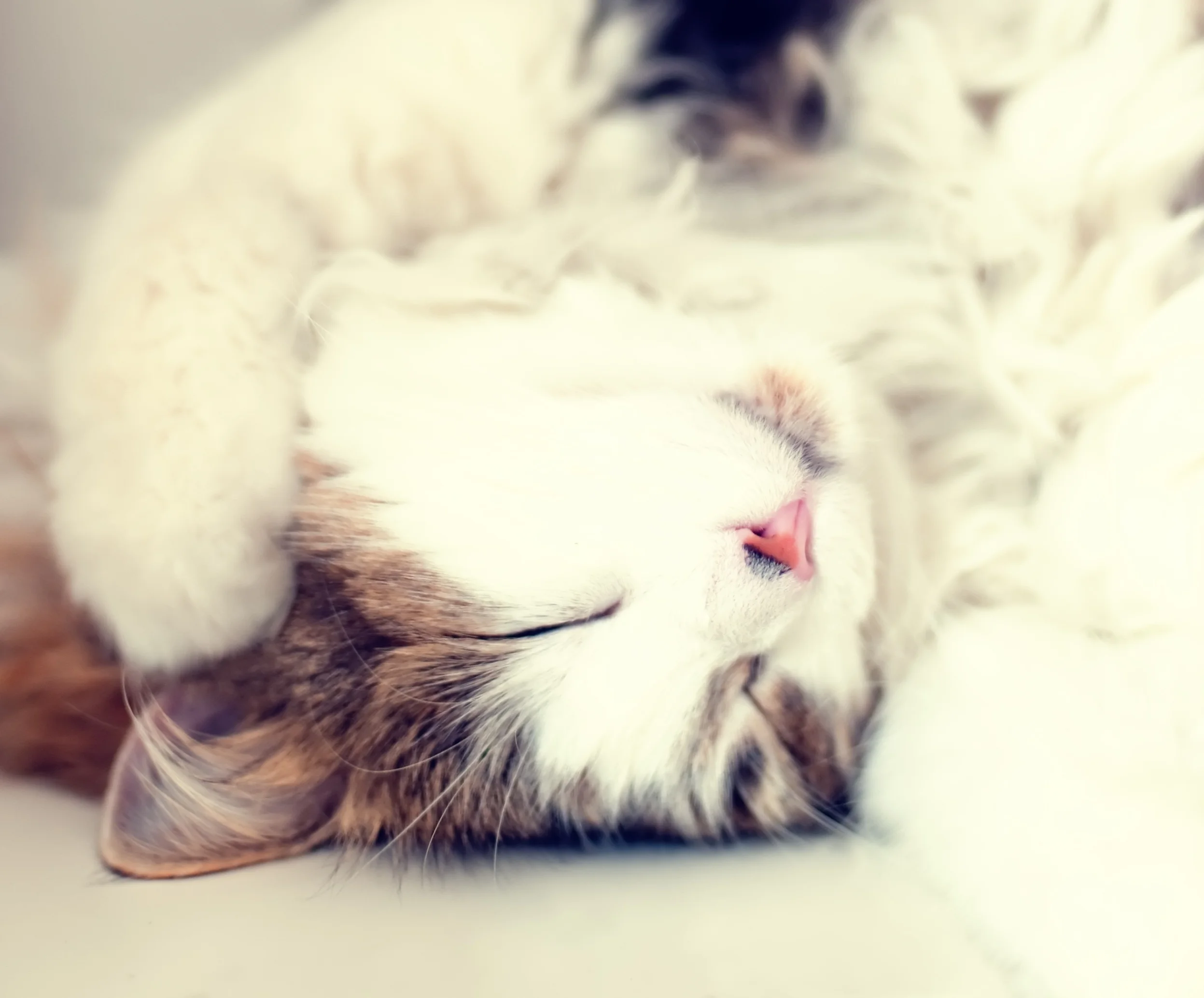 Pet Project /// Two Socks