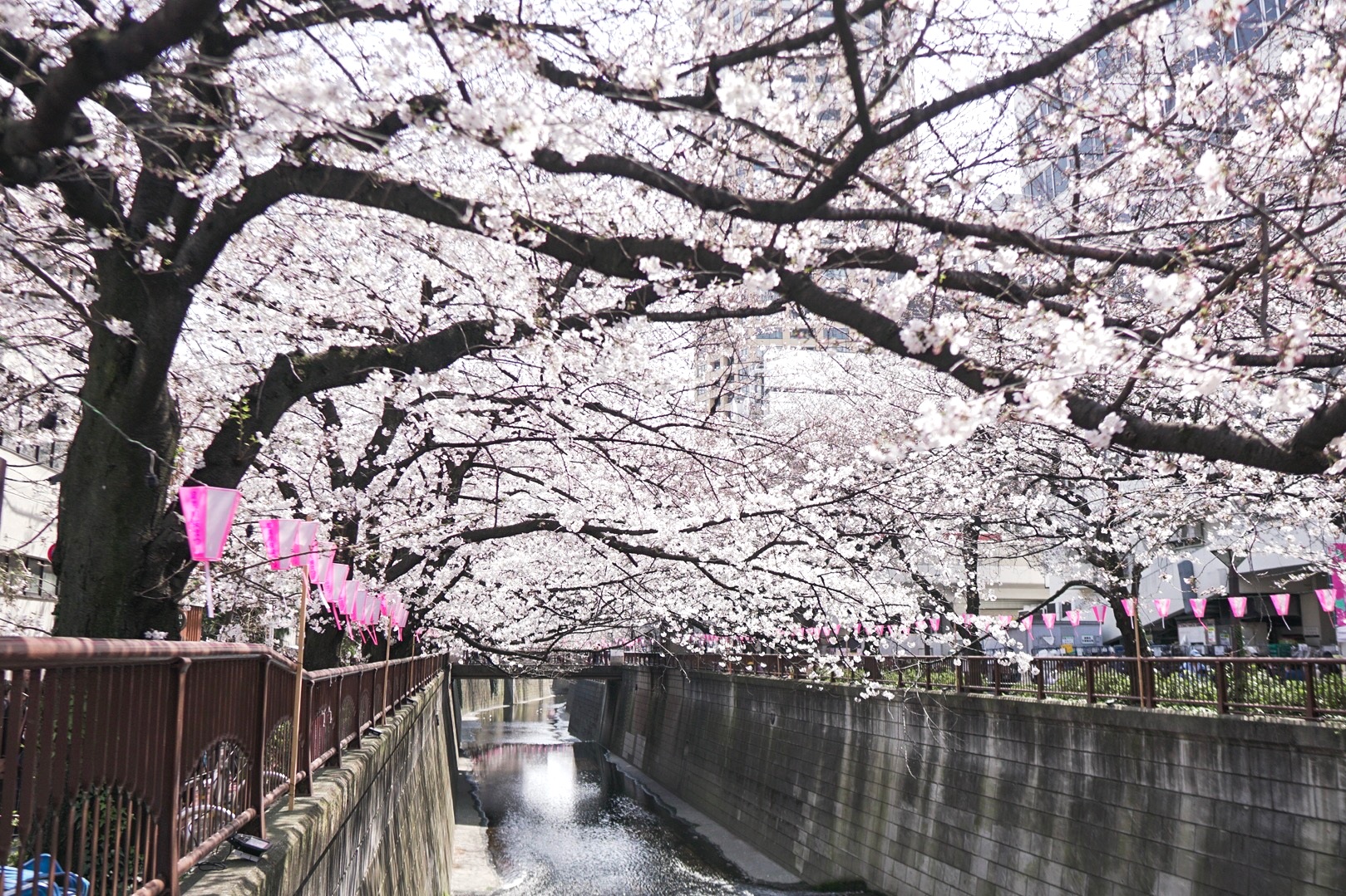 Tokyo Travel Guide Cherry Blossoms at the Meguro River — Hikari Murakami