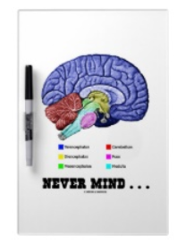 nevermind.brainanatomy.9.1.13.png
