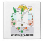 SquareSpace.LifeCycleOfAFlower.papernapkin.coverimage.2.23.16.png
