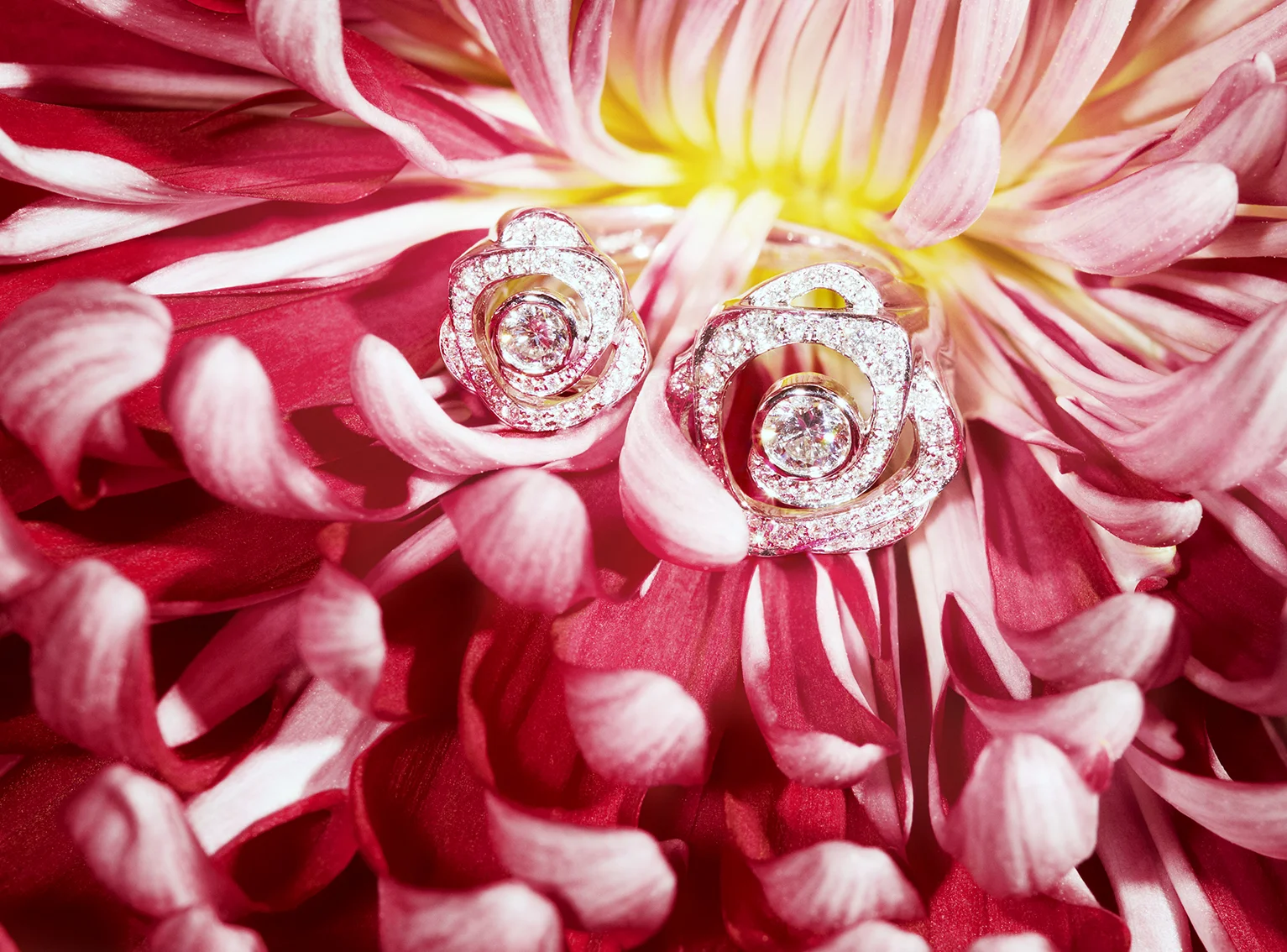 Chrysanthemumv3_FLAT.jpg