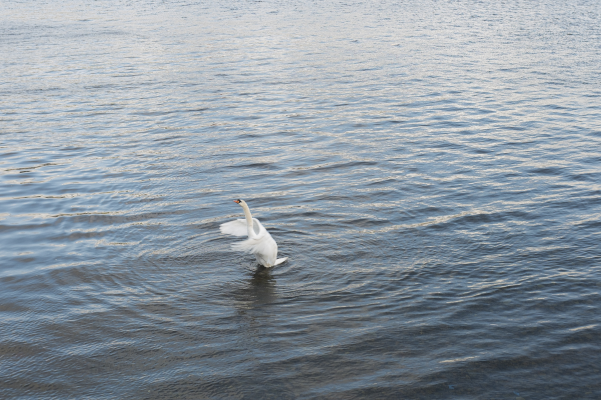 Goose getting wacky out there on the river.