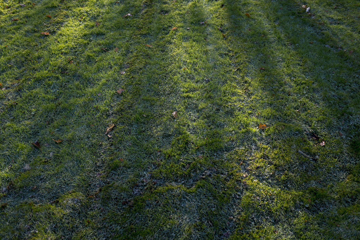 Nice grass, it had this strange blue hue in the morning with the frost still on.