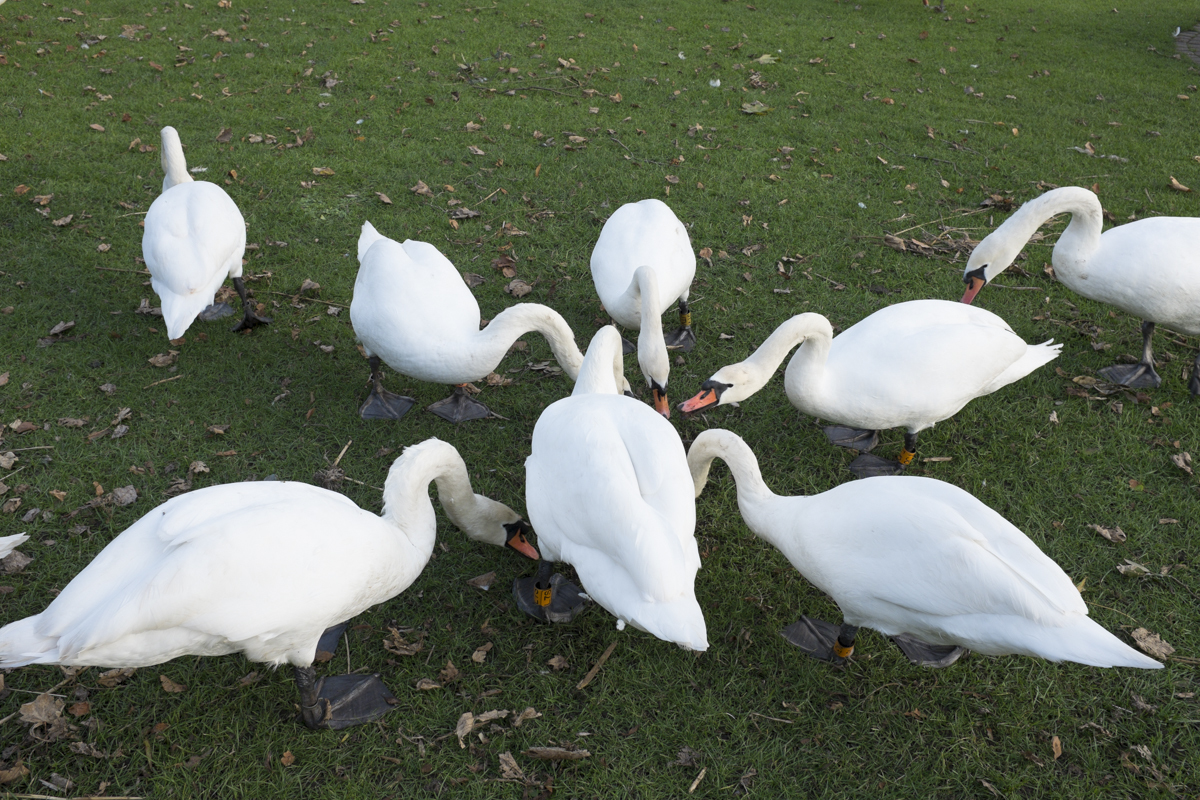 What you looking at swan.