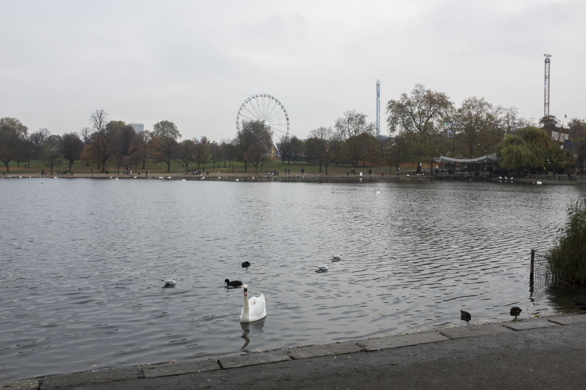 The lake. "What you looking at swan?"
