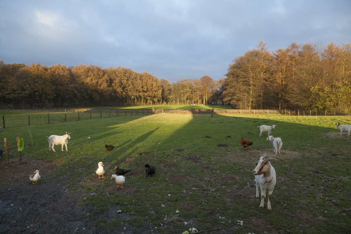 The farm animals. Dutch light really is crazy.
