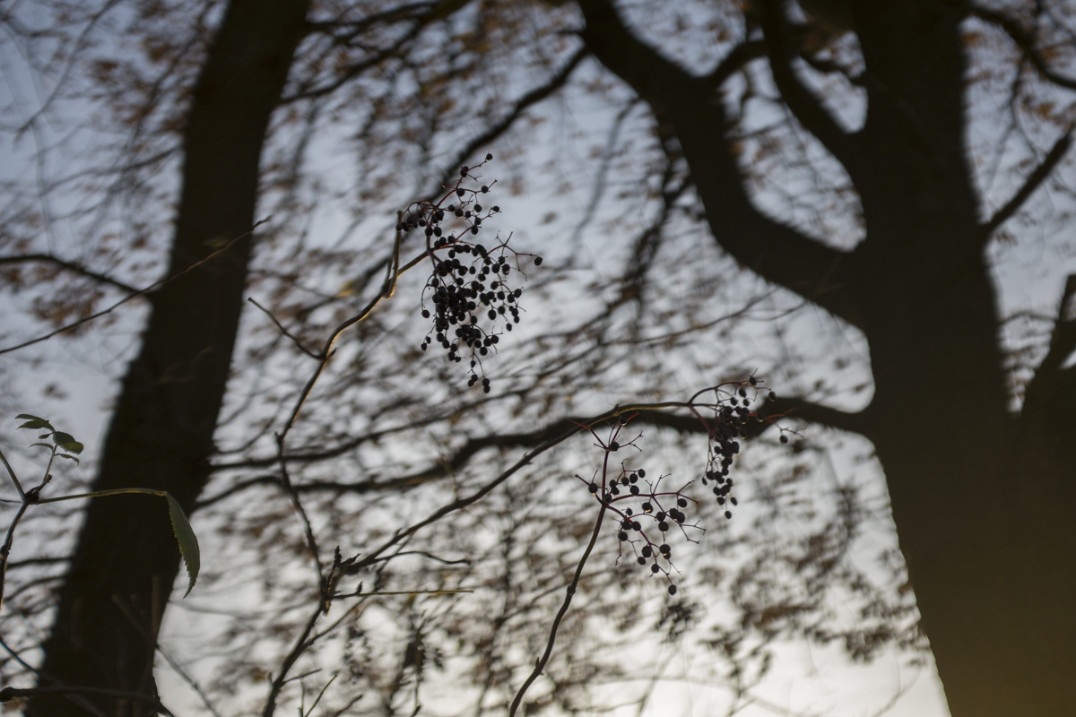 Some kind of berries in the sunset light.