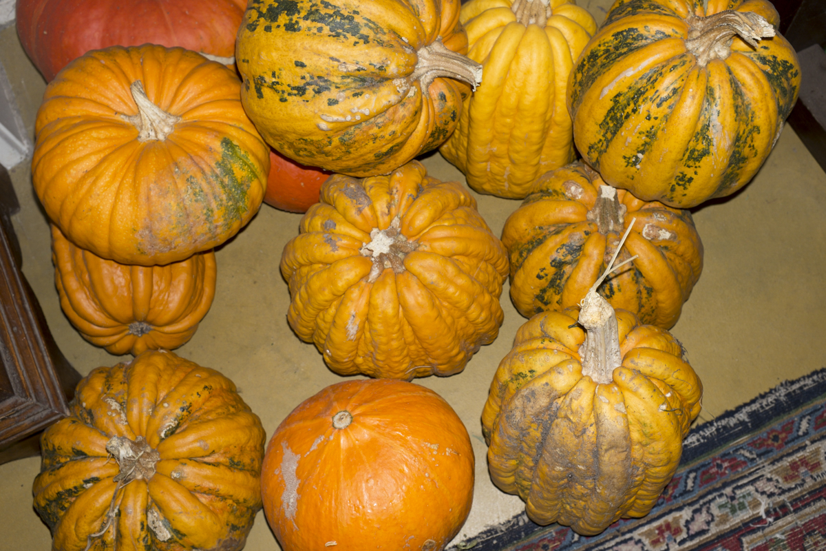 We had pumpkin soup one night.