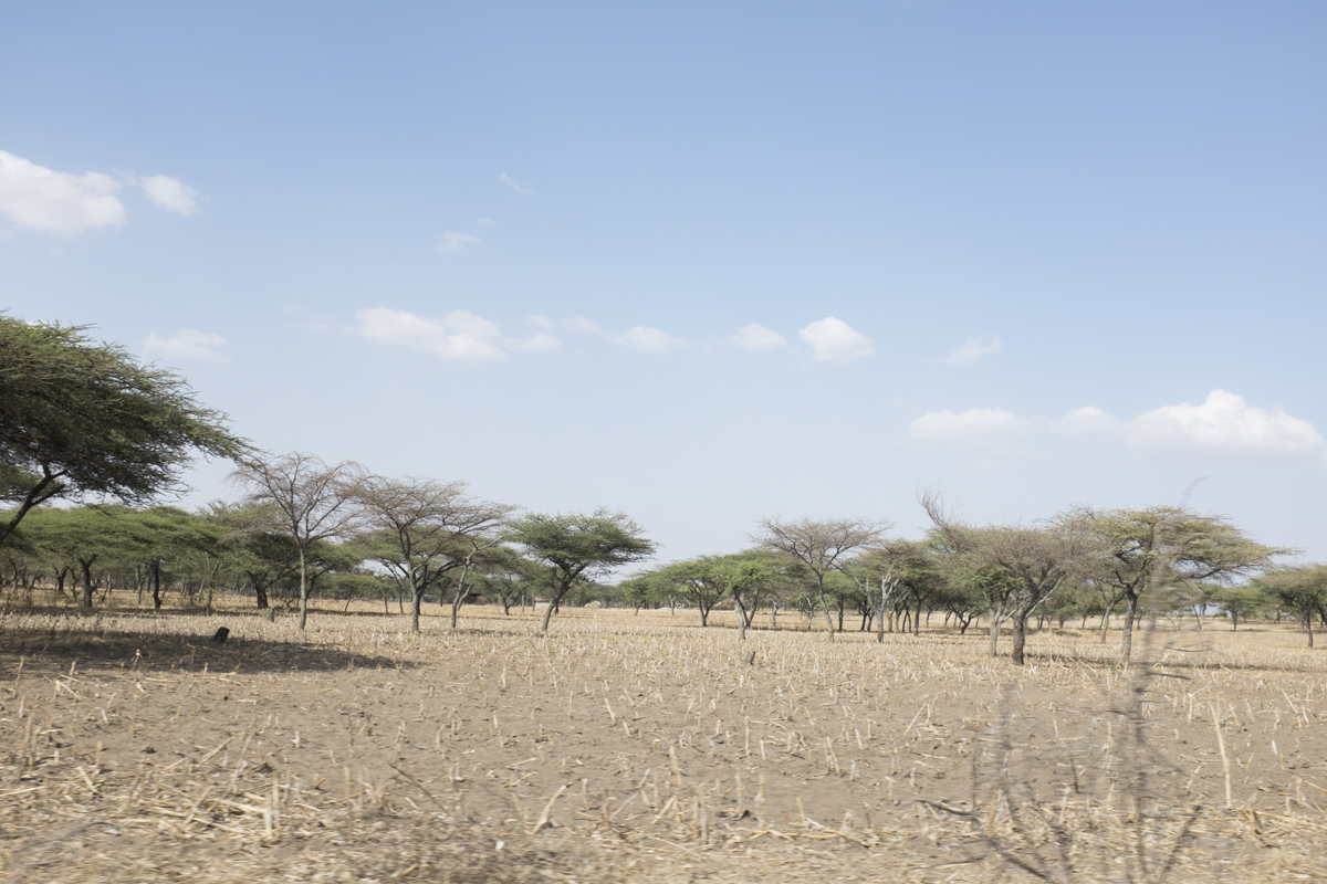 Here's some Acacia trees. Common in the arid clime of the south.