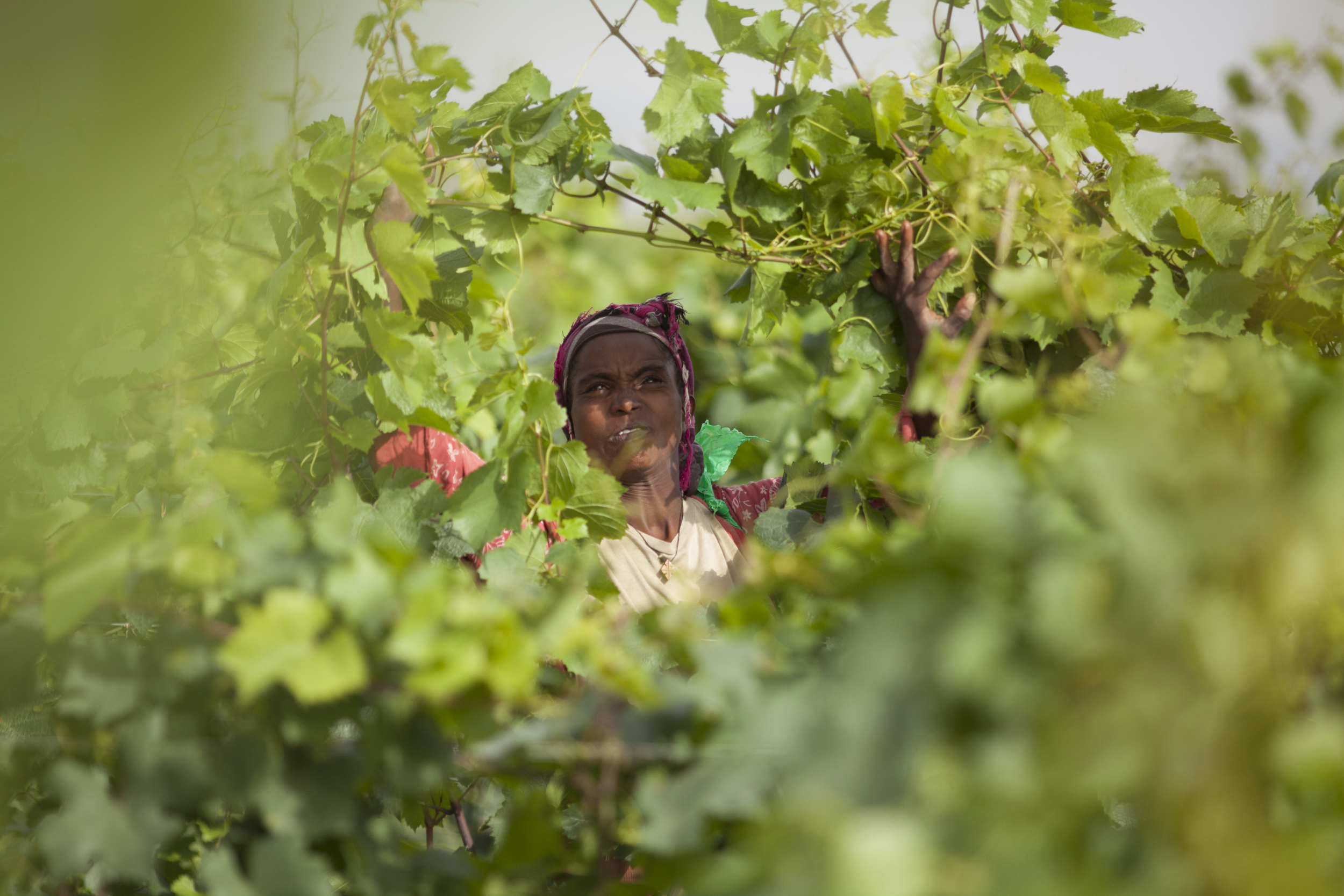  Workers are pictured pruning grape vines in the fields of Castel winery outside the town of Ziway, Ethiopia. Castel Wine has started production of wine in Ethiopia for the past three years. AFP PHOTO / ZACHARIAS ABUBEKER 