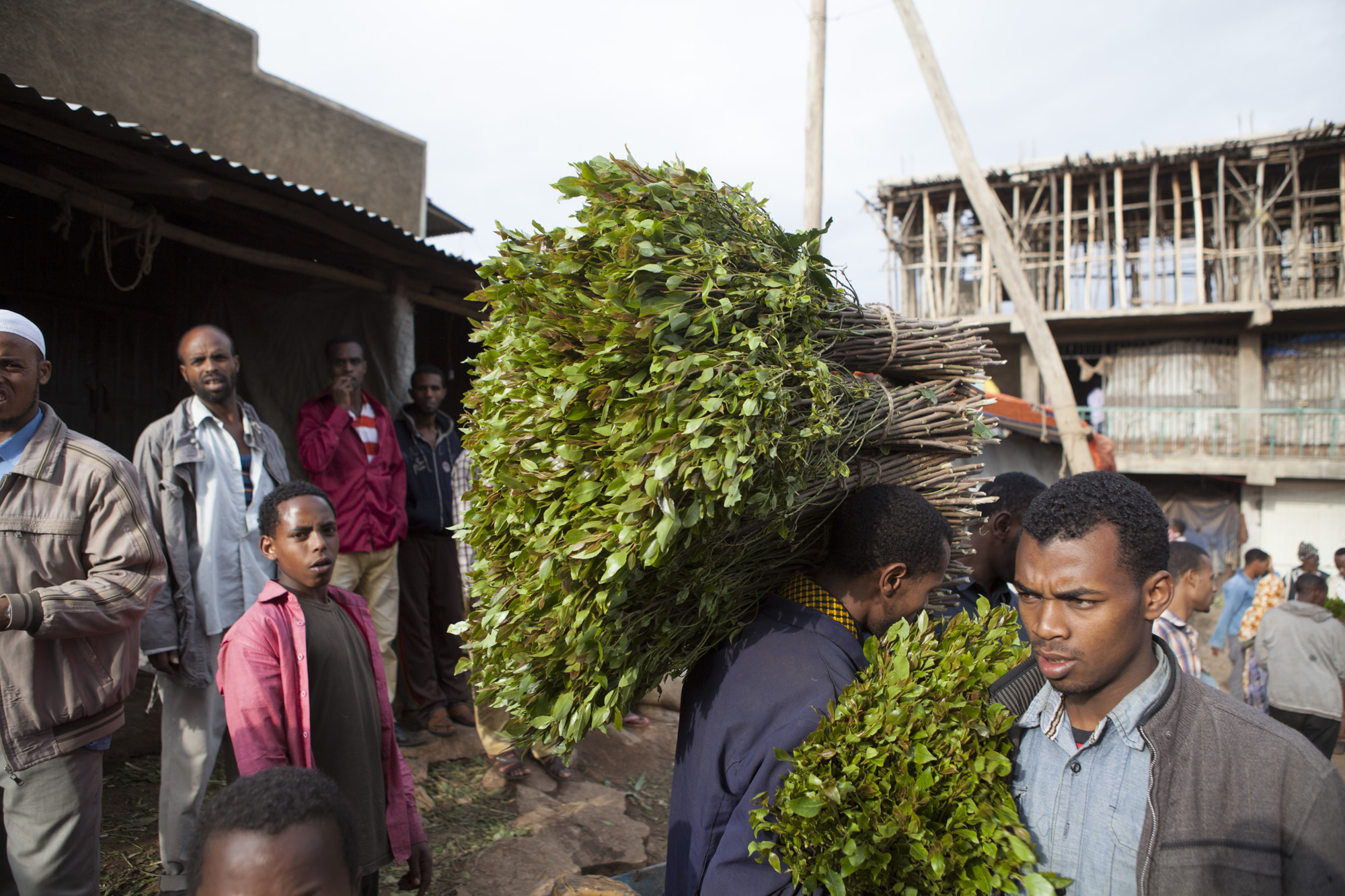  Men are pictured carrying fresh cut chat for sale in a market in Awaday, Ethiopia on 30 July 2014. Chat is the fourth largest export in Ethiopia, earning of $270 million USD annually.&nbsp; 