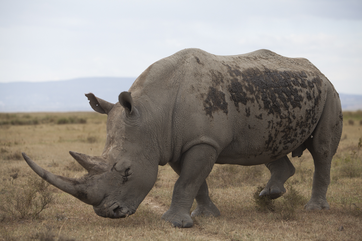 Endangered white rhino.