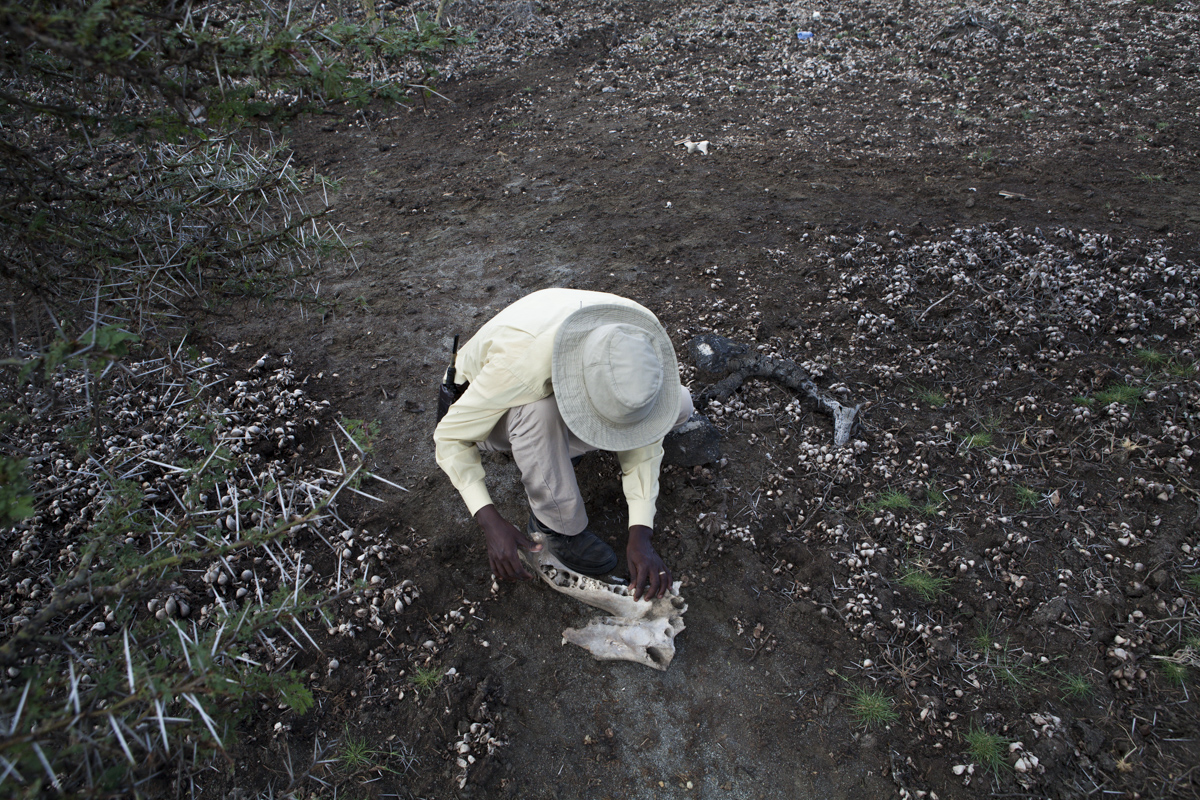 A guide from Crescent Island breaks the skull of a hippo to get a tooth for me.